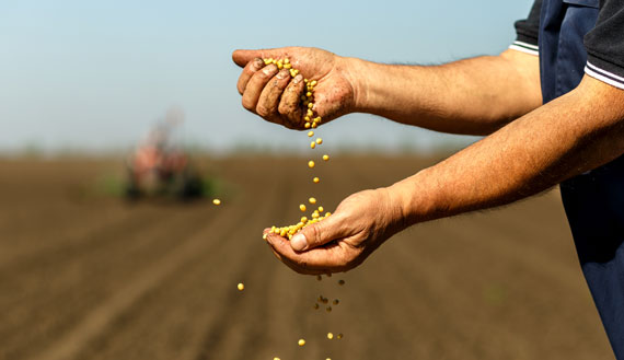 Close up of farmer in field running crop kernels through hands