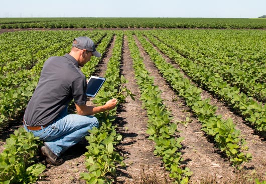 In-field analyst reviewing plant in hand 
