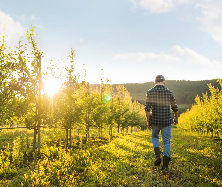 Northeastern producer walking through his orchard