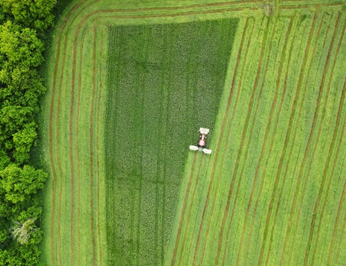 The season’s first cut at Quarry Road Farms in Middlebury, Vt. 